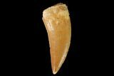 Serrated, Theropod (Deltadromeus?) Tooth - Real Dinosaur Tooth #139390-1